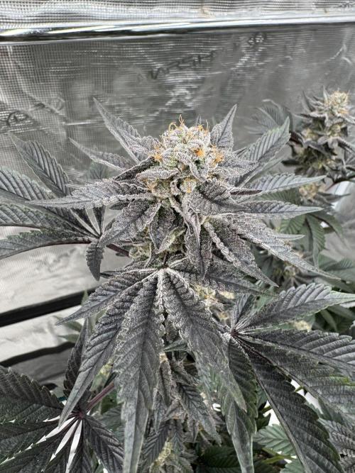 Da Valiotoro 🍦. Week 14