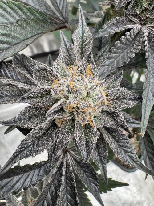 Da Valiotoro 🍦. Week 14