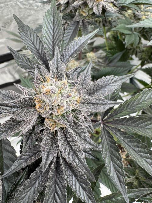 Da Valiotoro 🍦. Week 14