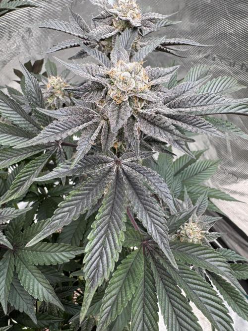 Da Valiotoro 🍦. Week 14