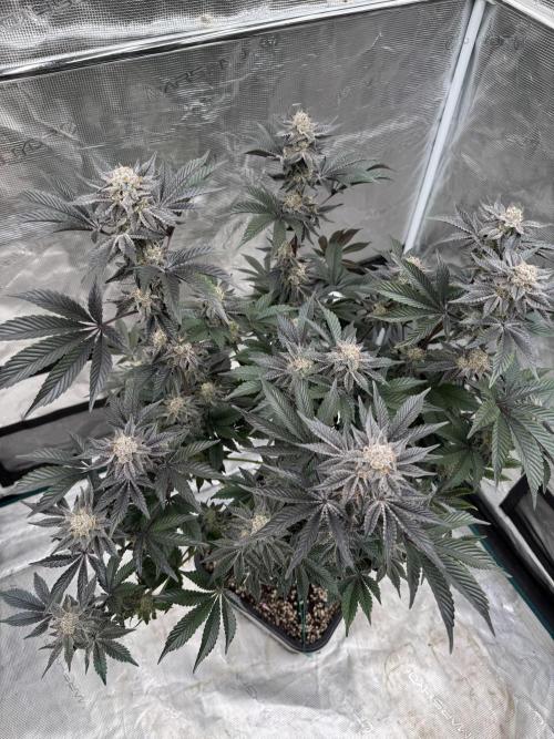 Da Valiotoro 🍦. Week 14