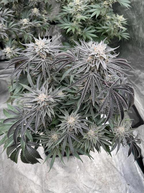Lemon Tree x Banana Krumble. Week 14