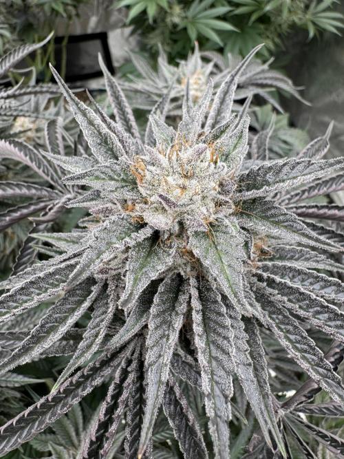 Lemon Tree x Banana Krumble. Week 14