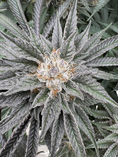 Lemon Tree x Banana Krumble. Week 14