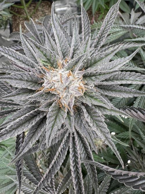 Lemon Tree x Banana Krumble. Week 14