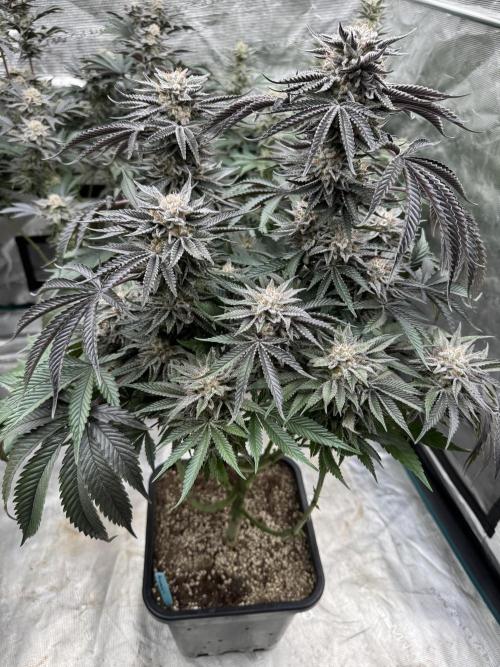 Lemon Tree x Banana Krumble. Week 14