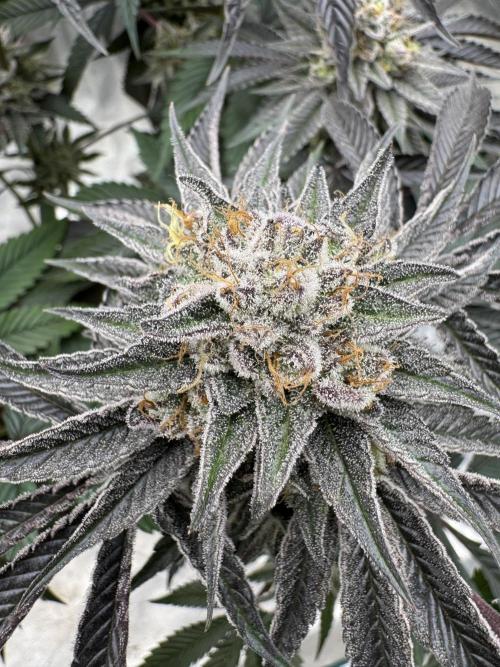Lemon Tree x Banana Krumble. Week 14