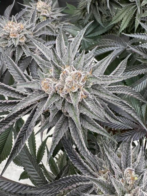 Lemon Tree x Banana Krumble. Week 14