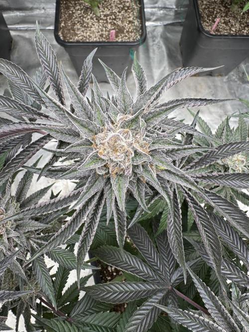 Lemon Tree x Banana Krumble. Week 14