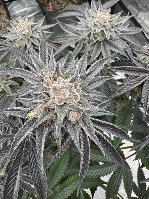 Lemon Tree x Banana Krumble. Week 14