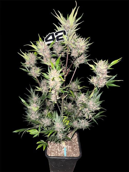 Purple Haze 😈. Week 8