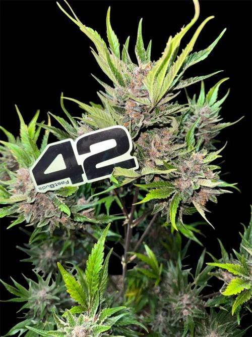 Purple Haze 😈. Week 8