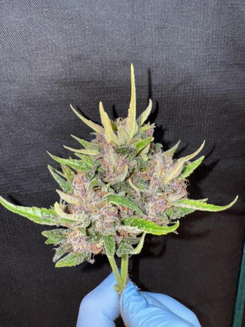 Purple Haze 😈. Week 8