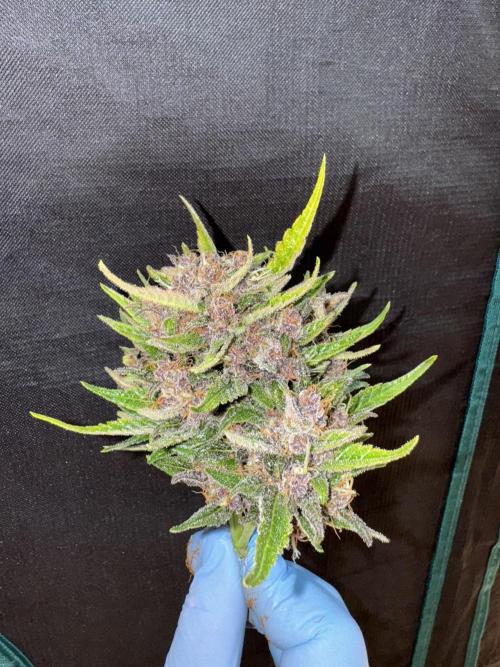 Purple Haze 😈. Week 8