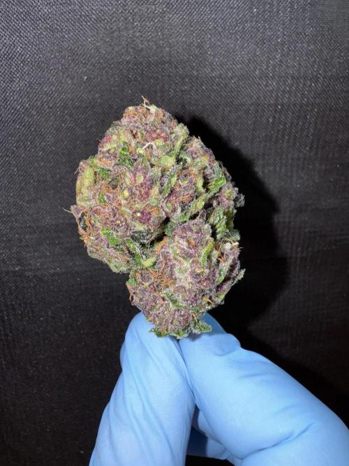 Purple Haze 😈. Week 8