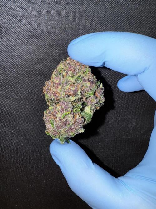 Purple Haze 😈. Week 8