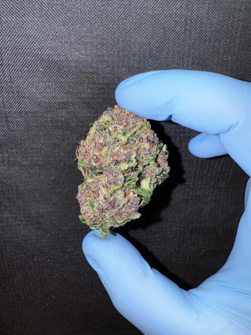 Purple Haze 😈. Week 8