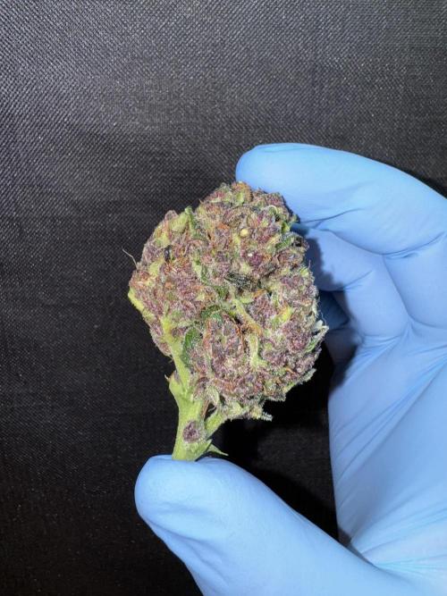 Purple Haze 😈. Week 8