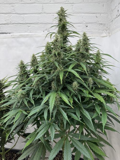Orange Zest 🍊🍸. Week 10