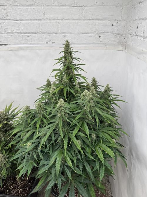 Orange Zest 🍊🍸. Week 10