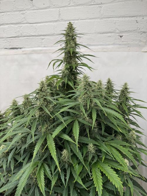 Orange Zest 🍊🍸. Week 10