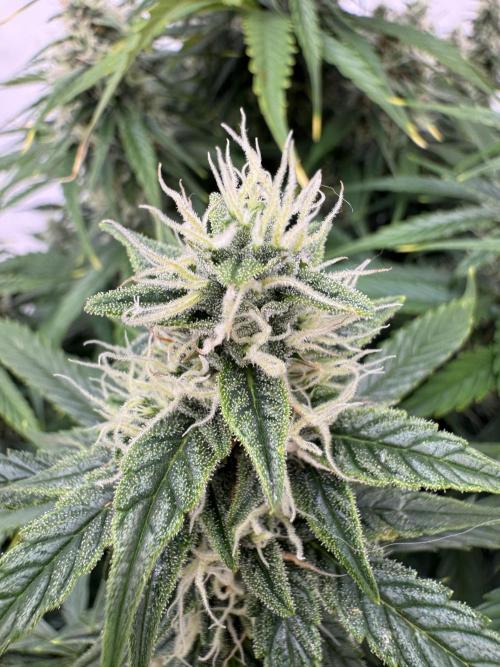 Orange Zest 🍊🍸. Week 10