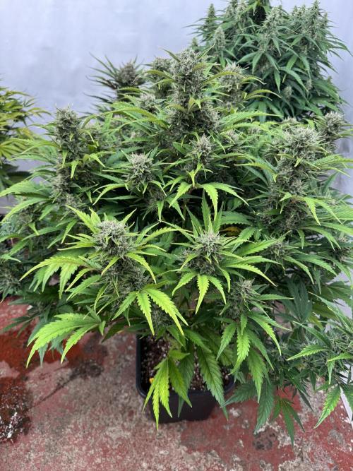 Glue Mode . Week 10