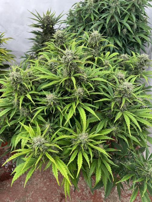 Glue Mode . Week 10
