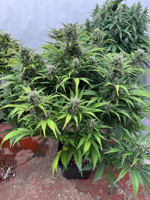 Glue Mode . Week 10