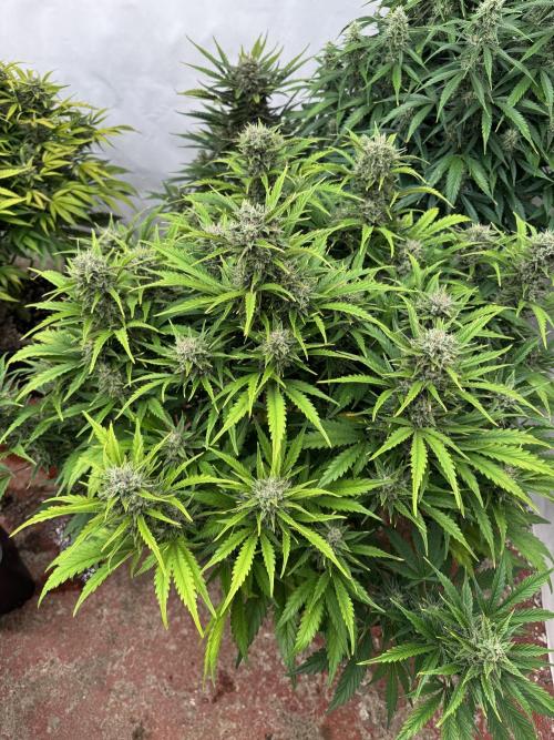 Glue Mode . Week 10