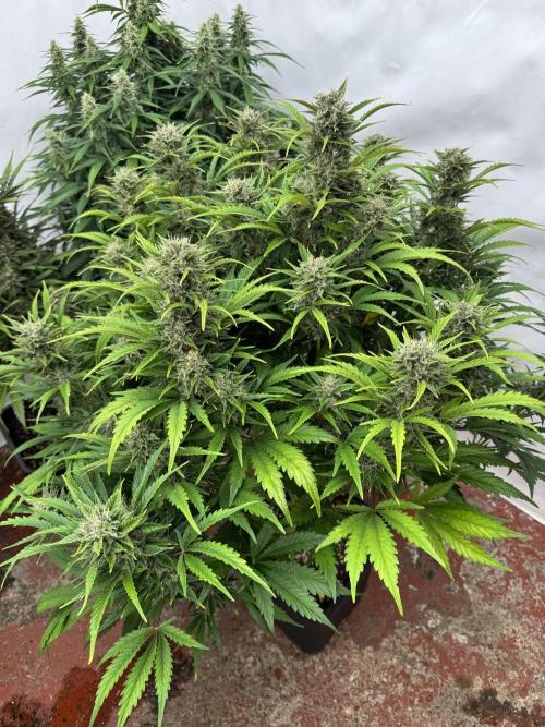 Glue Mode . Week 10