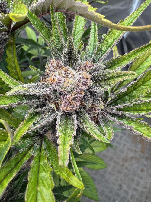 Cherish the Cherry Cola. Week 9