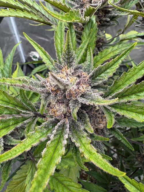 Cherish the Cherry Cola. Week 9