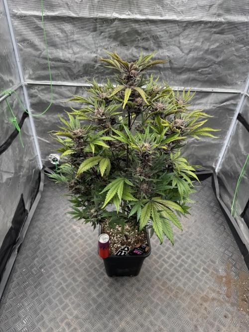 Cherish the Cherry Cola. Week 9