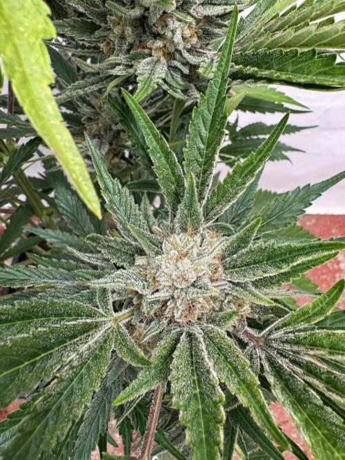 Cherish the Cherry Cola. Week 9