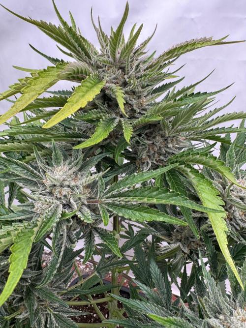 Cherish the Cherry Cola. Week 9