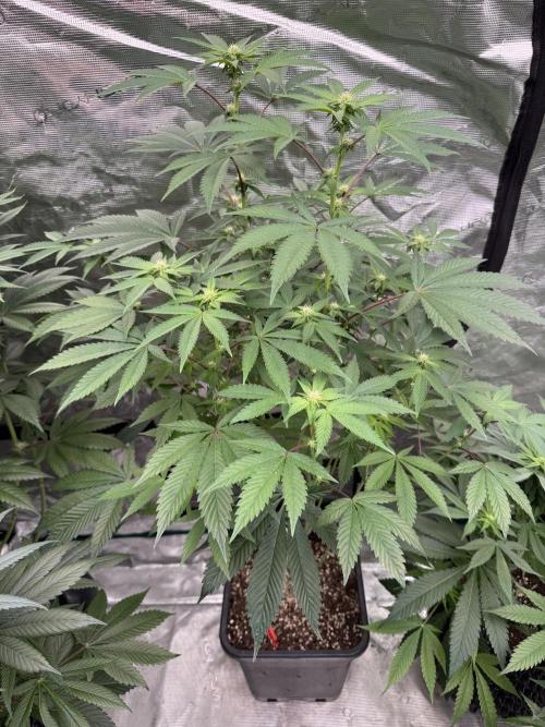 Acai x Black Cherry Funk. Week 10