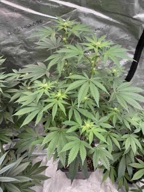 Acai x Black Cherry Funk. Week 10