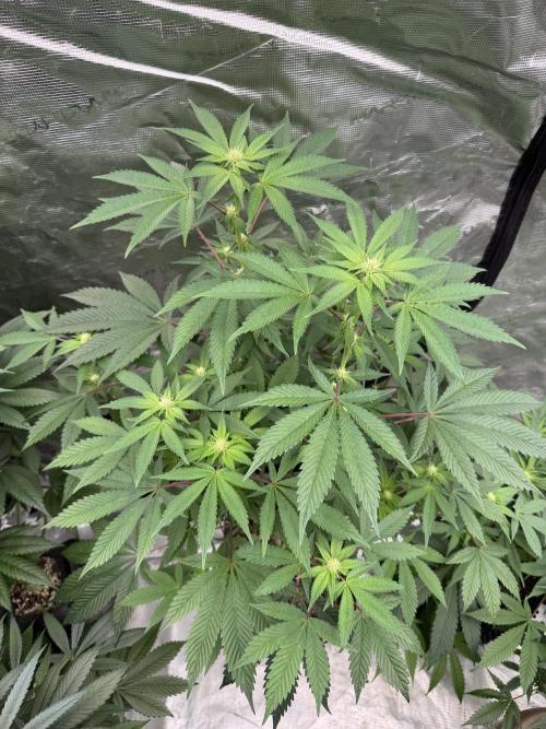 Acai x Black Cherry Funk. Week 10
