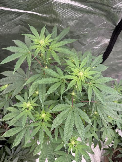 Acai x Black Cherry Funk. Week 10