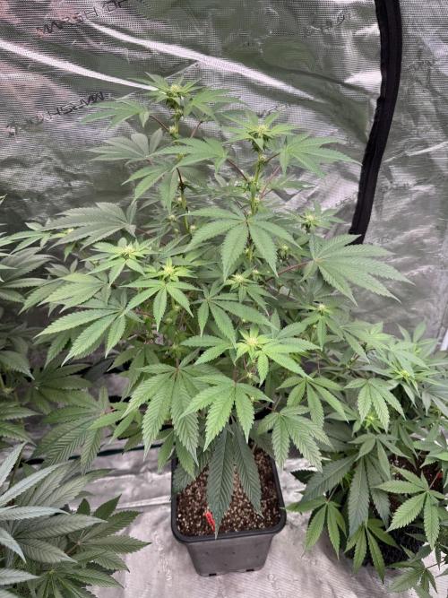 Acai x Black Cherry Funk. Week 10