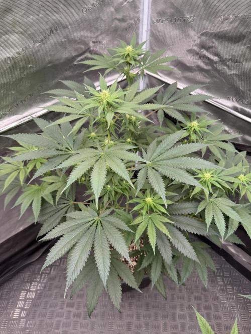 Old School 😶‍🌫️. Week 10
