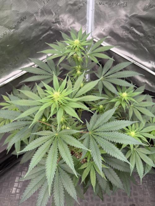 Old School 😶‍🌫️. Week 10