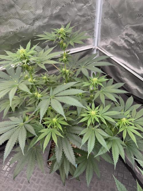 Old School 😶‍🌫️. Week 10