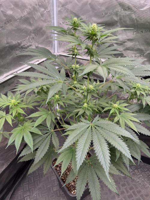 Old School 😶‍🌫️. Week 10