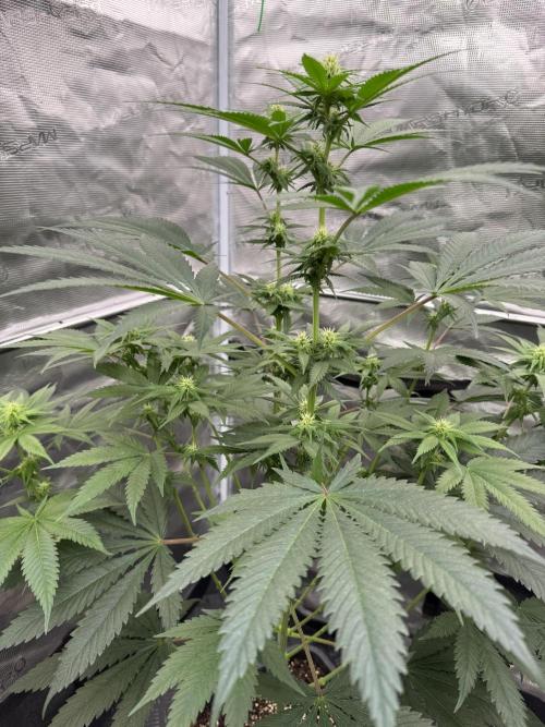 Old School 😶‍🌫️. Week 10