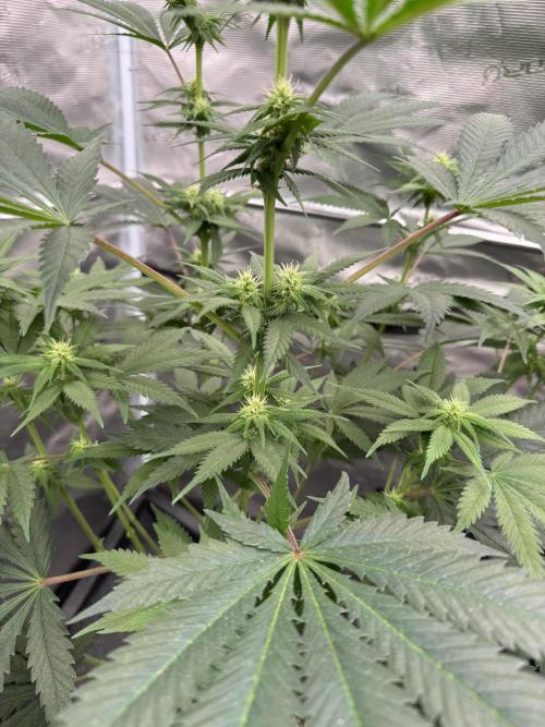 Old School 😶‍🌫️. Week 10