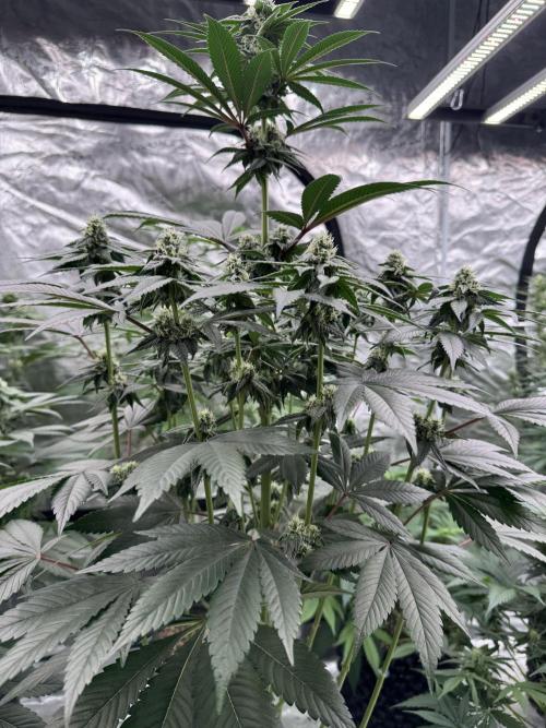 Gas Station ⛽️. Week 10