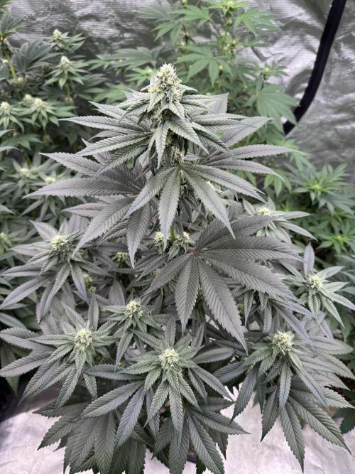Gas Station ⛽️. Week 10