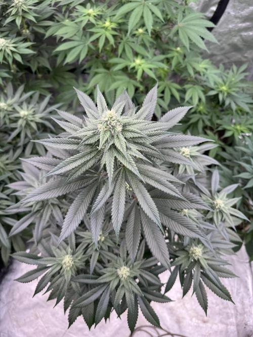 Gas Station ⛽️. Week 10